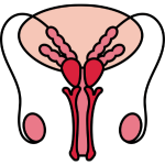 Male Reproductive Health