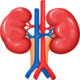 Kidney Health Treatments