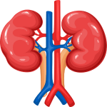 Kidney Health Treatments